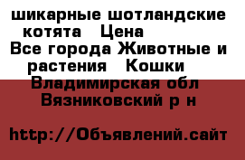 шикарные шотландские котята › Цена ­ 15 000 - Все города Животные и растения » Кошки   . Владимирская обл.,Вязниковский р-н